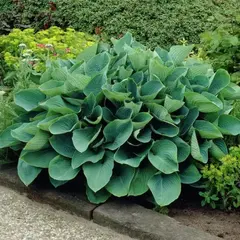 Хоста Зибольда