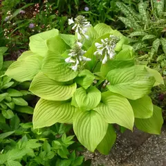 Хоста Банана Кид