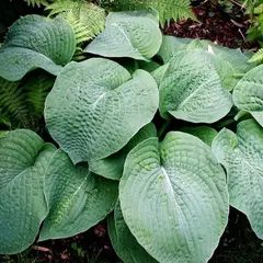 Хоста Биг Мама