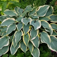 Хоста Волиз Гласьер