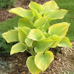 Хоста Датч Флейм