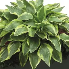 Хоста Дон Стивенс