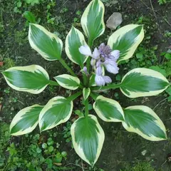 Хоста Квин Жозефина