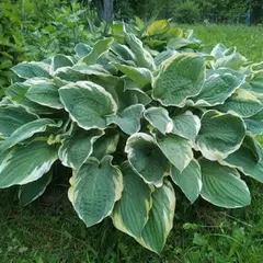 Хоста Крисмас Три