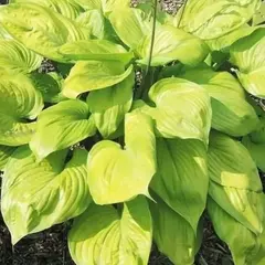 Хоста Мохито