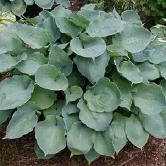 Хоста Мунлайт Соната