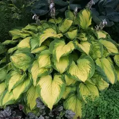 Хоста Олд Глори