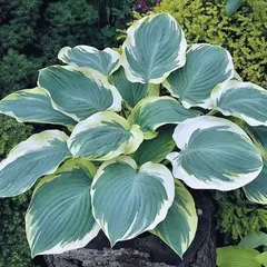 Хоста Орайонз Белт