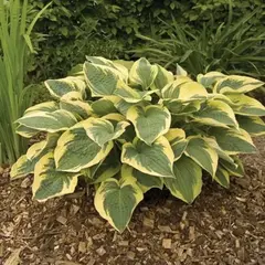 Хоста Остин Дикинсон