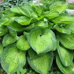 Хоста Парадигма