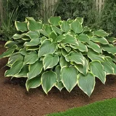 Хоста Примадонна