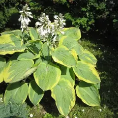 Хоста Самурай