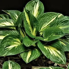 Хоста Стинг