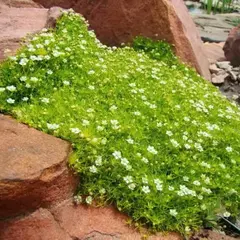 Мшанка шиловидная Ауреа Лайм Мосс