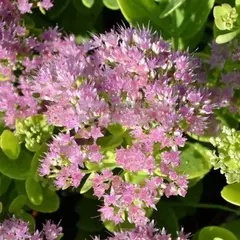 Седум (очиток) Мини Джой