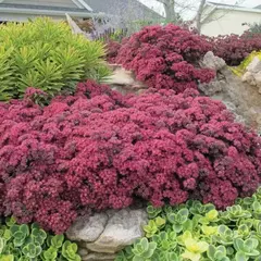 Седум (очиток) Cанспарклер Дэзлеберри