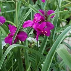 Традесканция Рэд Грейп