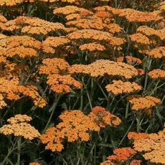 Тысячелистник Терракота