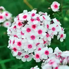 Флокс метельчатый Кирмеслендлер