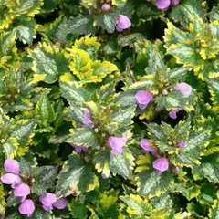 Яснотка Голден Эннивесари