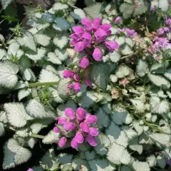 Яснотка Пурпл Драгон