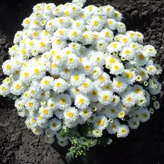 Хризантема мультифлора Элфи