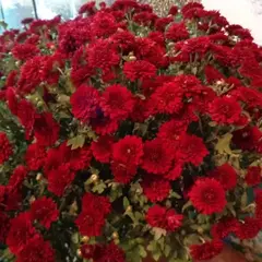 Хризантема мультифлора бордовая