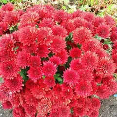 Хризантема мультифлора алая