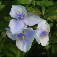 Традесканция Оспрей