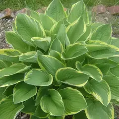 Хоста Ауреамаргината