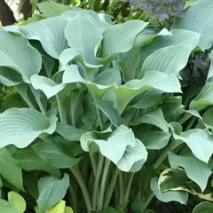 Хоста Кросса Регал