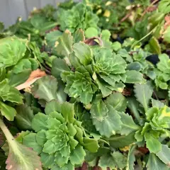 Седум (очиток) камчатский