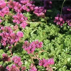 Седум (очиток)