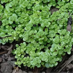 Седум (очиток) Макиной