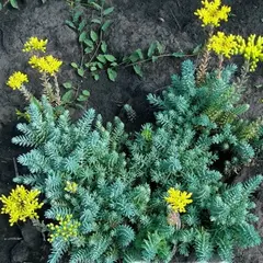 Седум (очиток) отогнутый жёлтый