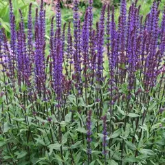 Шалфей лекарственный