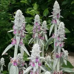 Чистец шерстистый