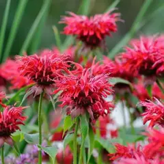 Монарда (Бергамот) микс