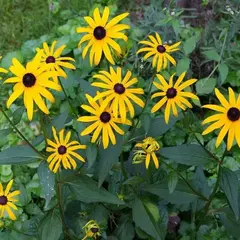 Рудбекия жёлтая