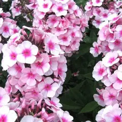 Флокс метельчатый Европа