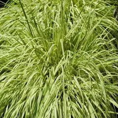 Молиния голубая Вариегата