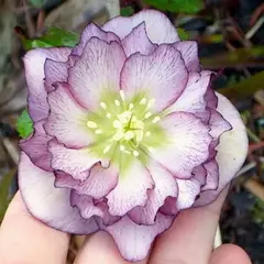 Морозник восточный Дабл Элен Пикоти