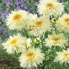 Нивяник наибольший Гольдрауш