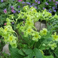 Примула гибридная Франческа