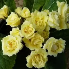 Примула обыкновенная Бонёр