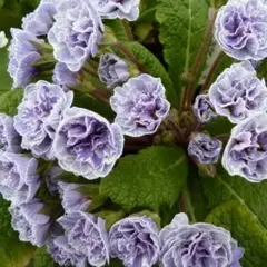 Примула обыкновенная Винтаж