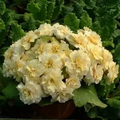 Примула обыкновенная Гернси Крим