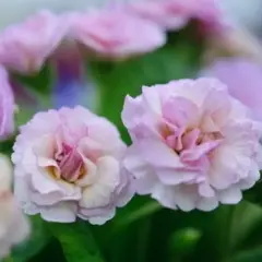 Примула обыкновенная Камайе