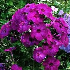 Флокс метельчатый Аида