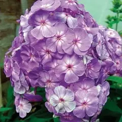 Флокс метельчатый Блу Бой